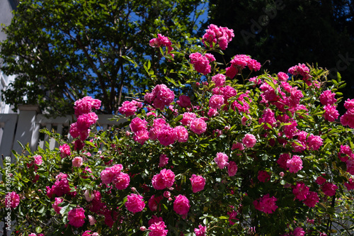 Beautiful Pink Rose Bush during Spring in a Home Garden in Sunnyside Queens New York