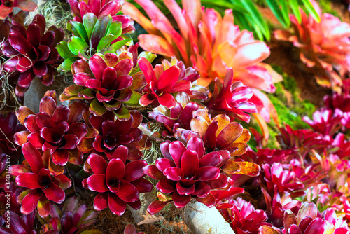 Foto Close-up of multicolored bromeliad