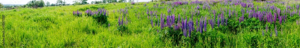 Bouquet of lupine summer flower background. Lupine fields with pink, purple and blue flowers. Beautiful wildlife, sunny summer. Panorama of blue flowers Bouquet of lupine summer flower background. Lupine fields with pink, purple and blue flowers. Beautiful wildlife, sunny summer. Panorama of blue flowers