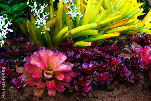 Close-up of multicolored bromeliad