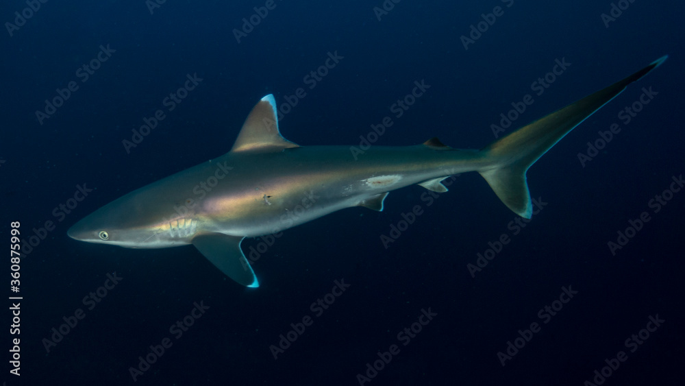 The elegant shark shines in the dark. Ponta do Ouro (Mozambique)