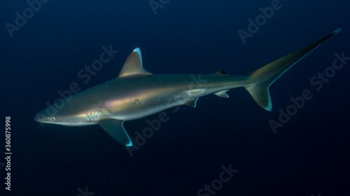 The elegant shark shines in the dark. Ponta do Ouro (Mozambique)
