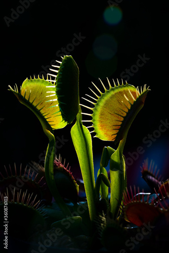 Red Dragon Venus Flytrap