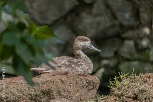 Duck sits on a stone and looks straight ahead. Brown duck with black beak. Close up.