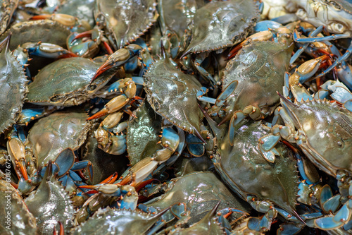 Fresh Callinectes sapidus ( the Blue Crab, Atlantic Blue Crab, or regionally as the Chesapeake blue crab) -native to the waters of the western Atlantic Ocean and the Gulf of Mexico.