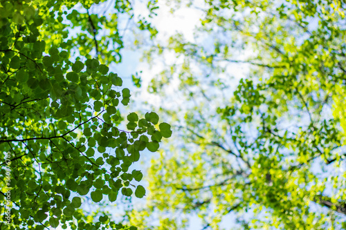 Green leaves of trees against a blue sky
