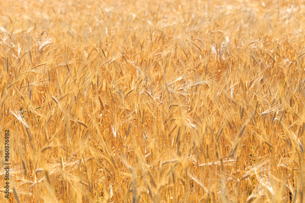Background of ripe ears of bread. Yellow wheat field. Close-up of nature. Harvest of bread. Summer landscape Background of ripe ears of bread. Yellow wheat field. Close-up of nature. Harvest of bread. Summer landscape