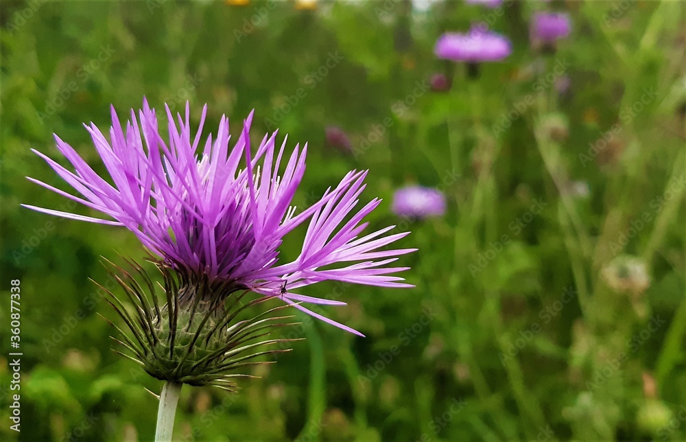 Obraz premium purple thistle flower in spring
