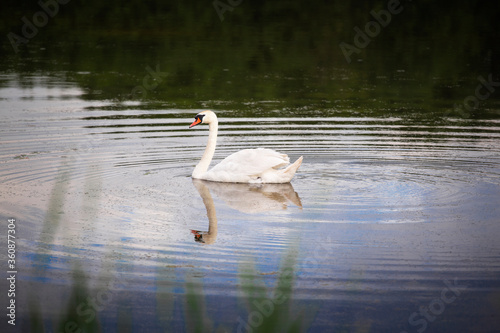 Fototapeta Naklejka Na Ścianę i Meble -  Swan swimming on the lake. White swan bird on the water.