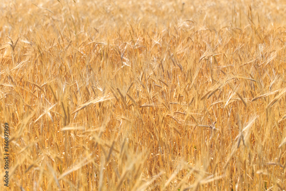Background of ripe ears of bread. Yellow wheat field. Close-up of nature. Harvest of bread. Summer landscape Background of ripe ears of bread. Yellow wheat field. Close-up of nature. Harvest of bread. Summer landscape
