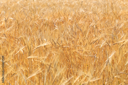 Background of ripe ears of bread. Yellow wheat field. Close-up of nature. Harvest of bread. Summer landscape