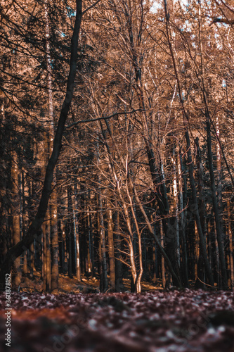 forest in autumn © Женя Дацюк