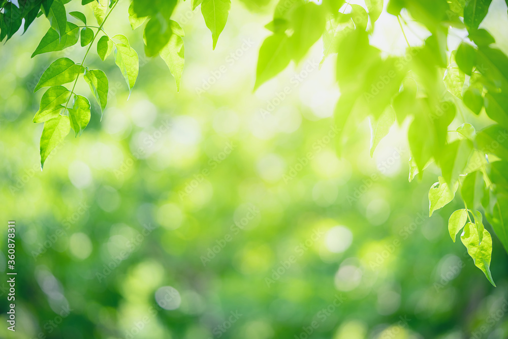 Green leaf nature on blurred greenery background. Beautiful leaf texture in sunlight. Natural background. close-up of macro with copy space for text. Green leaf nature on blurred greenery background. Beautiful leaf texture in sunlight. Natural background. close-up of macro with copy space for text.