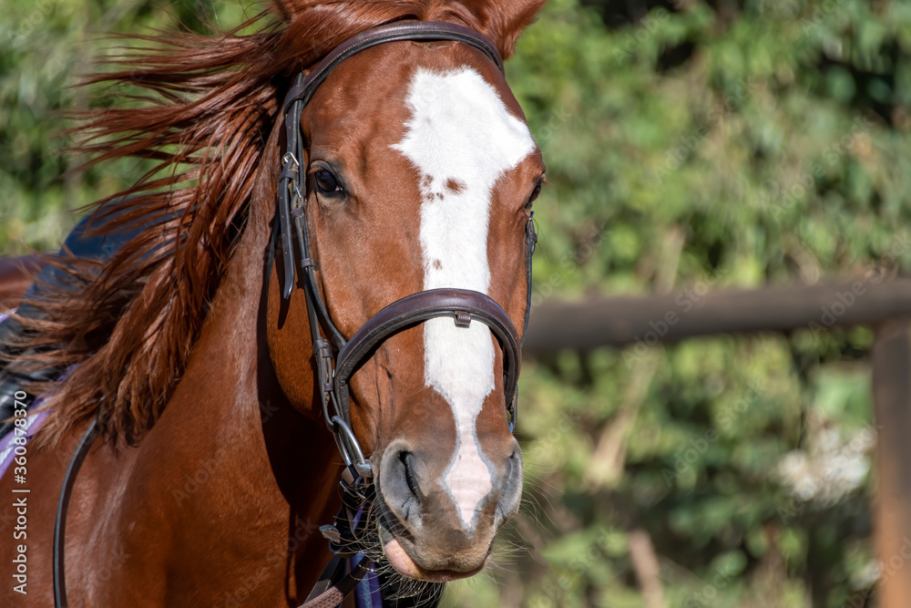 Obraz premium Stallion