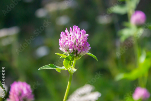 Pink flower of Clover or trefoil (plants of the genus Trifolium) close up macro