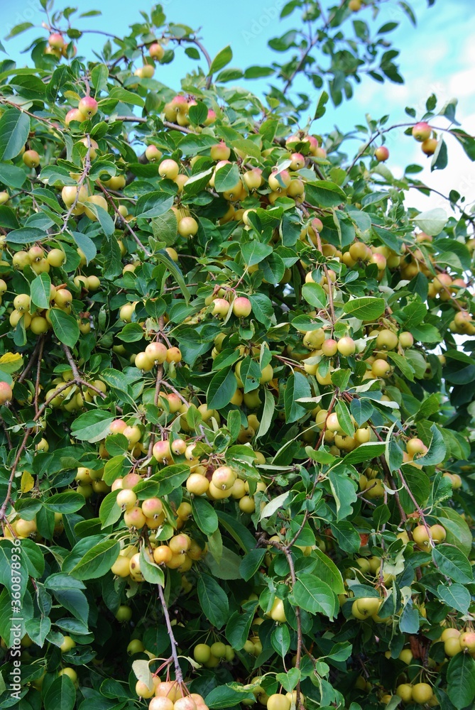 Crabapple tree full of green apple fruits. Malus baccata.