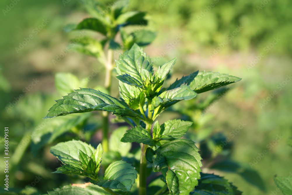 Mint plant in the garden.