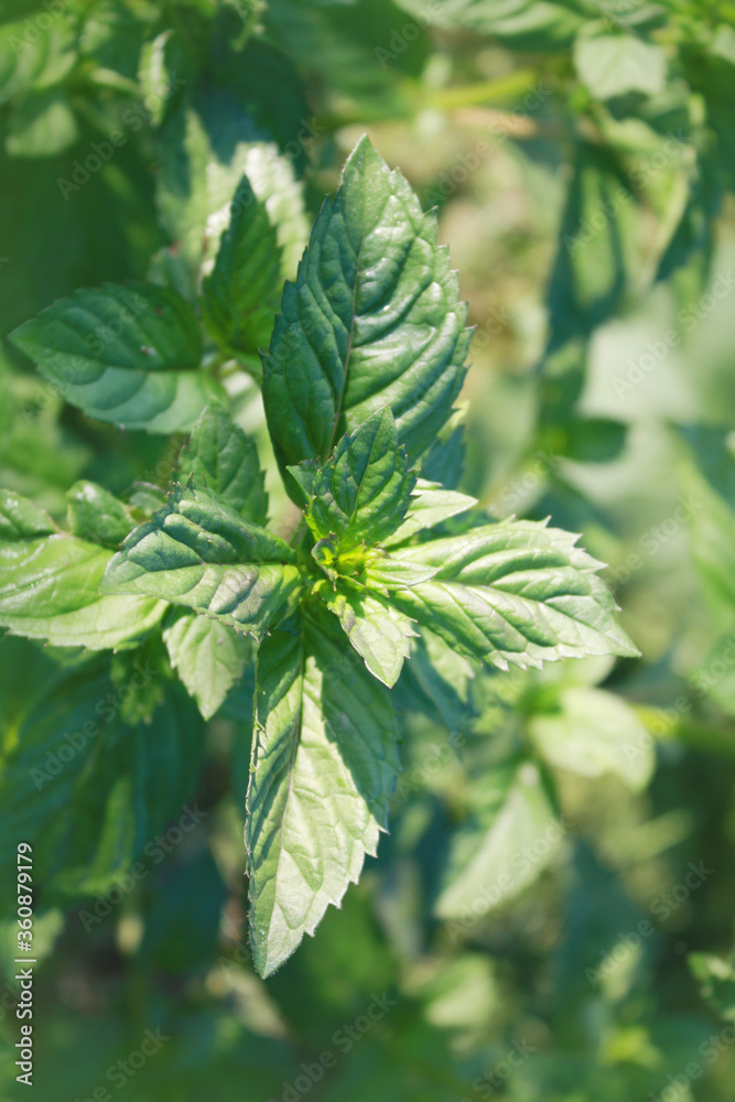 Mint plant in the garden.