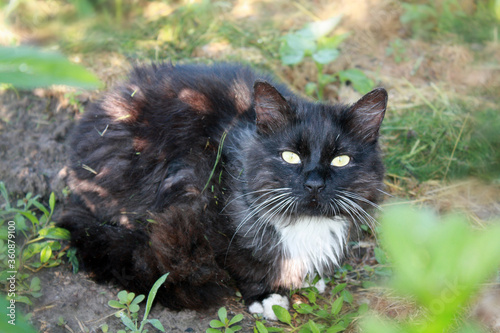 Obraz na płótnie Black cat in the garden. w salonie