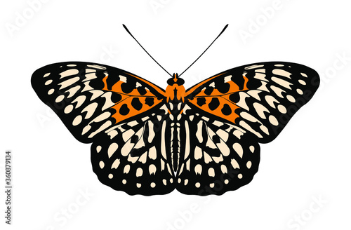 butterfly panter isolated on white