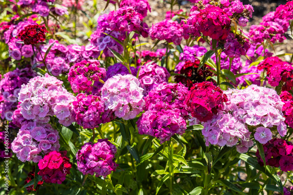 Dianthus Barbatus (Sweet William) flowering plants in a garden. Dianthus Barbatus (Sweet William) flowering plants in a garden.