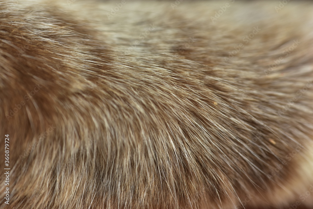 cat fur texture. HD Image and Large Resolution. can be used as background and wallpaper. web banners consepts. cat fur texture. HD Image and Large Resolution. can be used as background and wallpaper. web banners consepts.