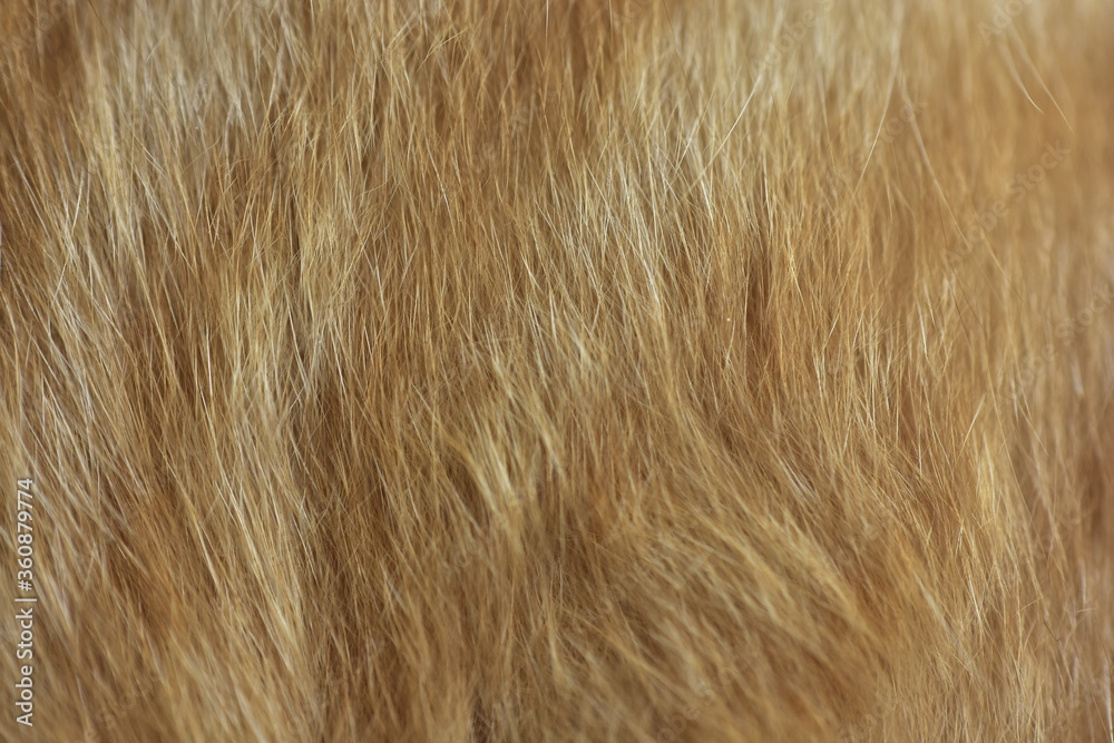 cat fur texture. HD Image and Large Resolution. can be used as background and wallpaper. web banners consepts. cat fur texture. HD Image and Large Resolution. can be used as background and wallpaper. web banners consepts.