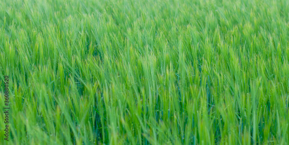 green wheat field on a Sunny summer day