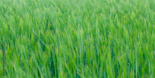 green wheat field on a Sunny summer day