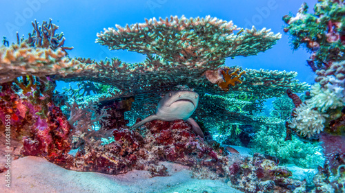 The shark sleeps his nap in the shade of the coral table. Tubbataha Reef (Philippines)