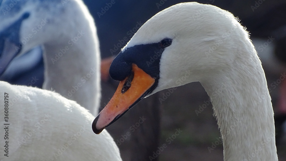 Fototapeta premium Swan eating out of the hand