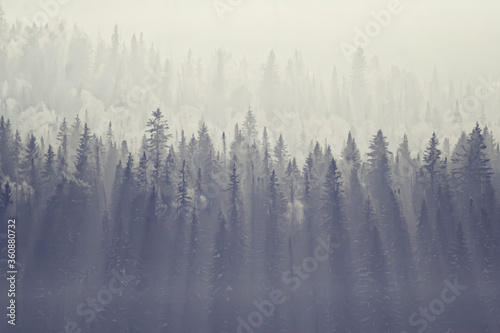 fantastic winter landscape Christmas trees in the fog