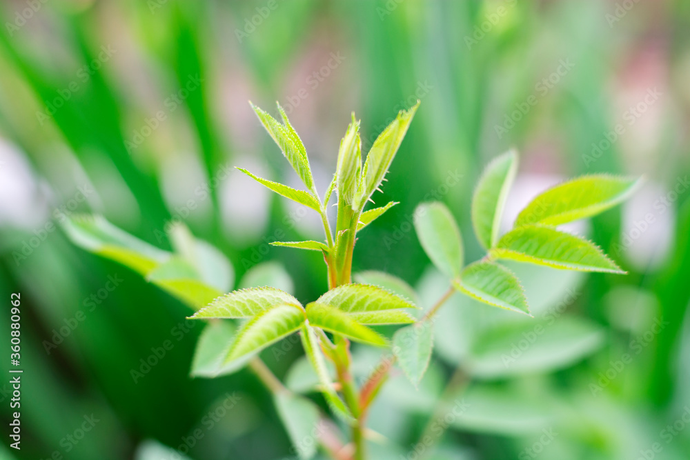 New young rose leaves grow isolated on a green background