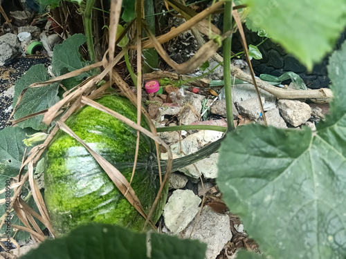 pumpkin on the leaves