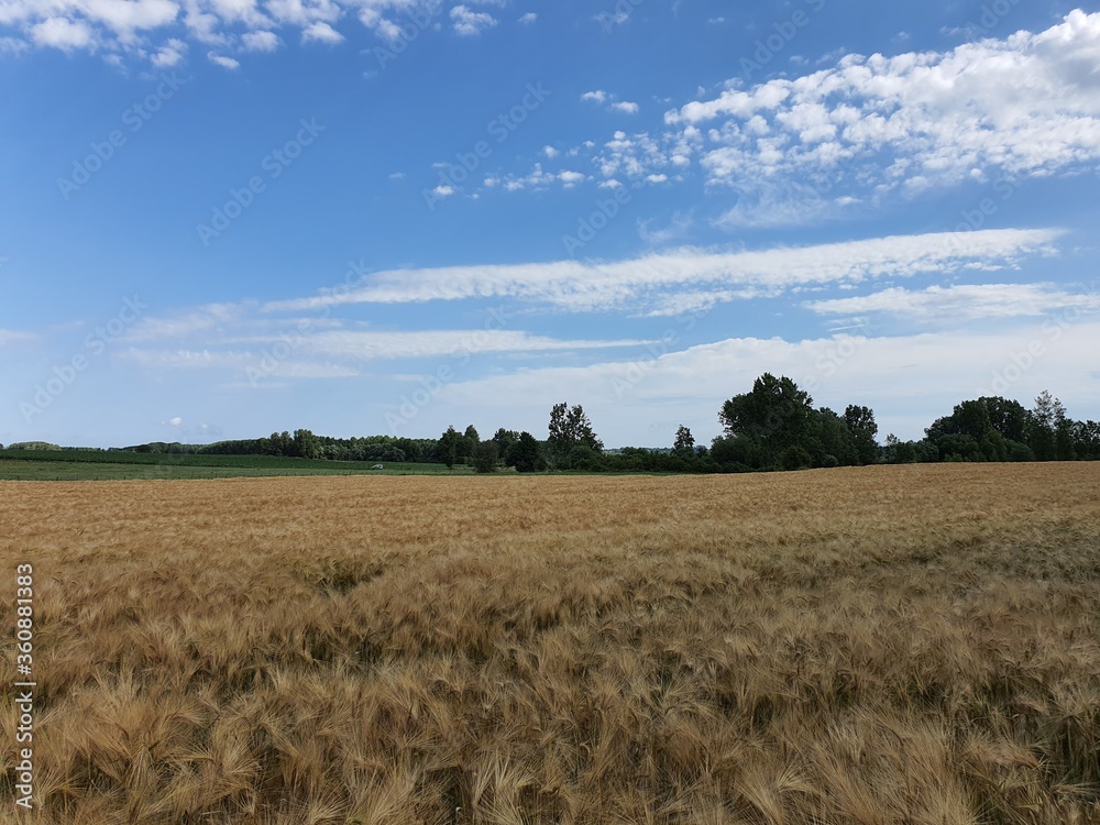 wheat field, horizon, clouds and sky, crop
