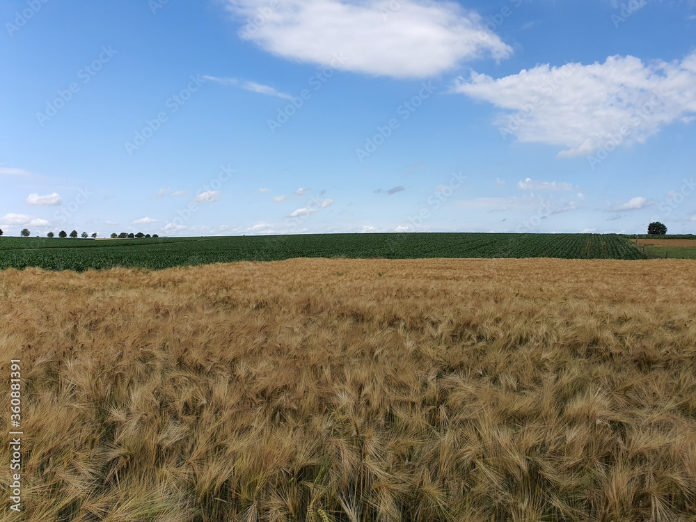 wheat field, horizon, clouds and sky, crop
