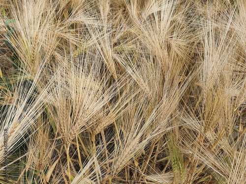 ears of wheat, crop, texture, background