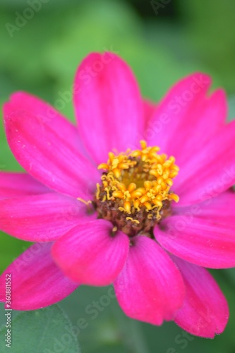 Macro details of Pink Daisy flower in summer garden