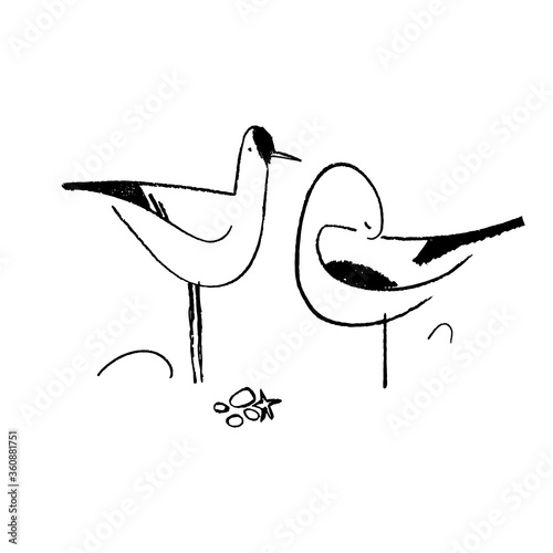Vector sketch of seagull.