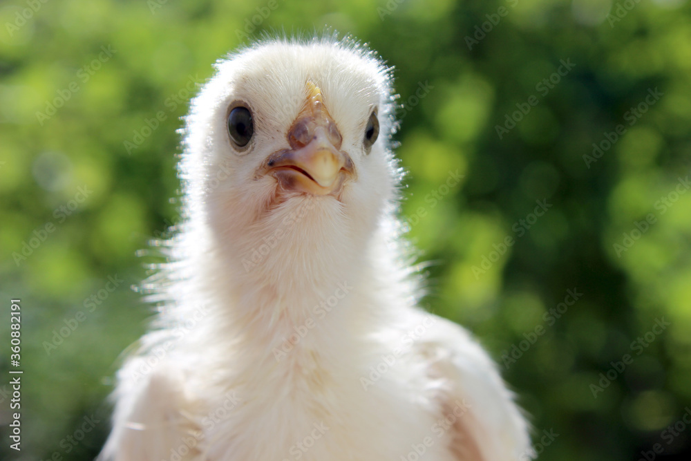 baby chicken, chicken baby chicken, chicken