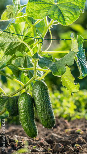 Two cucumbers ripen on a bed in the sun