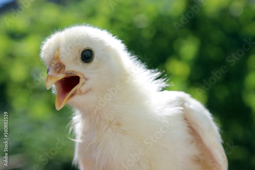baby chicken, chicken