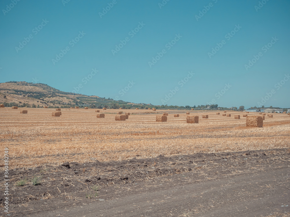 Rectangular hay bales on the empty field after harvesting on summer sunny day. Near Kibbutz Degania, Israel.