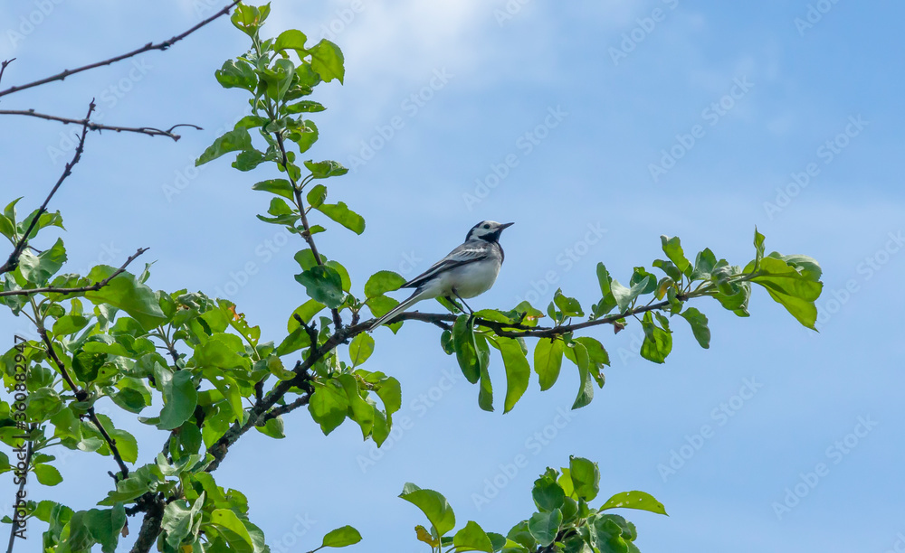 Wagtail sitting on a branch of apple tree