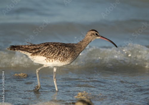 Whimbrel in search of food, Bahrain