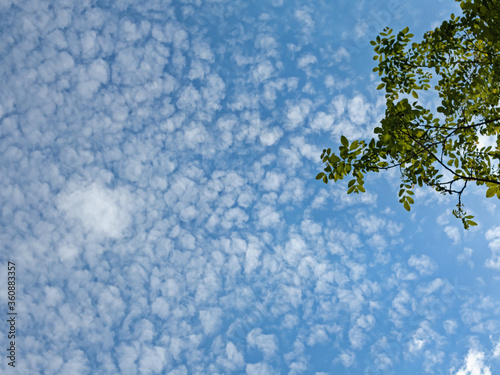 A Poplar Branch Stands Out Against the Azure Sky and Many Snow-White Clouds