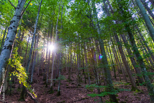 Sun rays shining through the deep green forest during early morning in the mountains