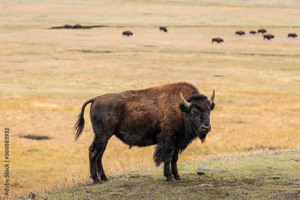 American bisons on grass field in yellowstone.