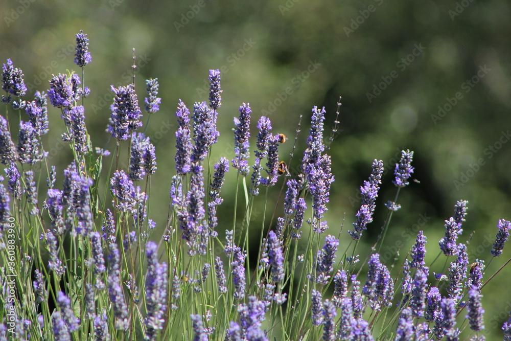 Fototapeta premium Lavender field in Italy on sunlight,Blooming Violet fragrant lavender flowers.Violet petals, close up.Spring blooming season,Gardening.