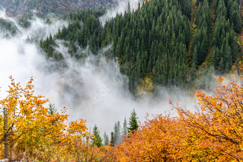 Aerial view of pine forest in autumn covered by cloud.